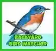 backyardbirdwatcher.com